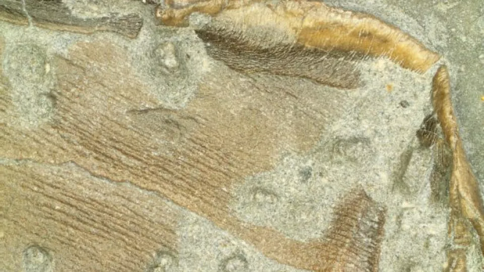 Närbild på fossiliserat skinn från en av de bevarade fenorna. Foto: Johan Lindgren.
