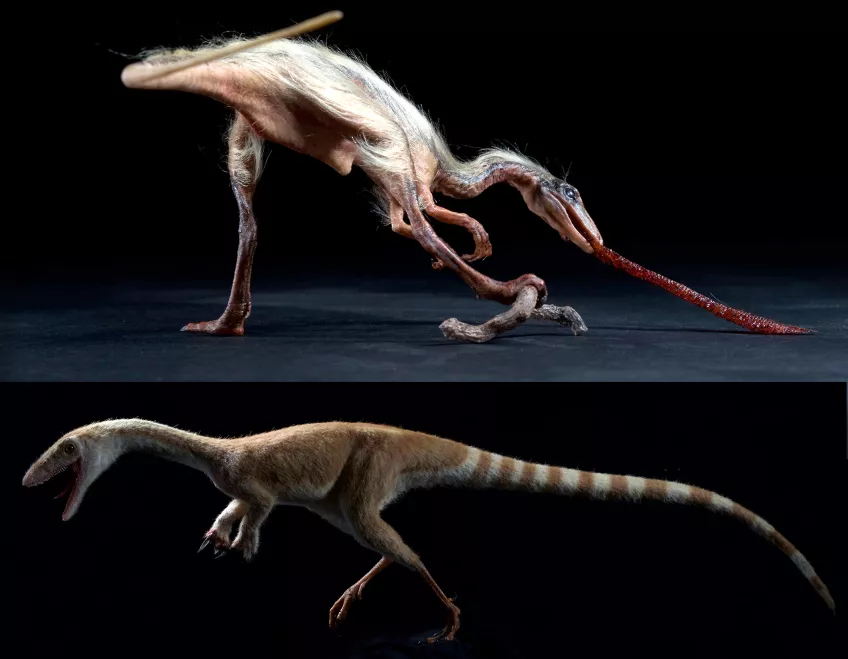 Befjädrade rovdinosaurier rekonstruerade enligt de senaste forskningsrönen.