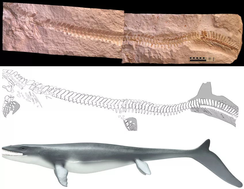 Även om mosasaurierna tillhör ödlorna så fick de efterhand ett alltmer hajlikt utseende – ett utmärkt exempel på konvergent evolution.